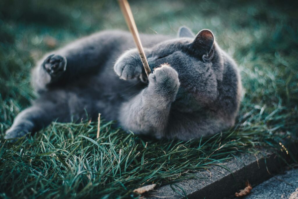 Russian blue cat